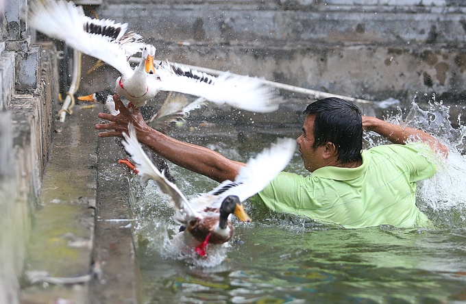 Người dân hò hét bắt vịt ở hội làng Vạn Phúc